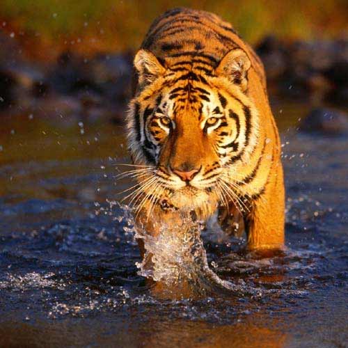 Ranthambhore - Jaipur Tour